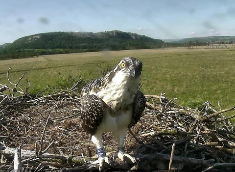 Osprey juvenile at foulshaw moss nest in 2016