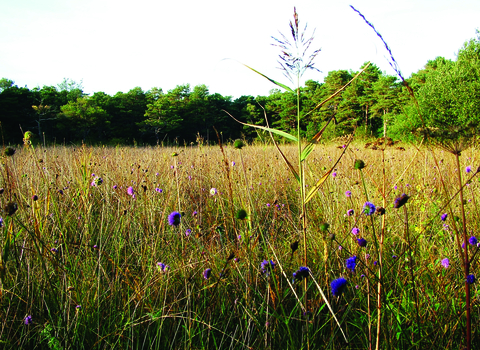 image of Hale moss nature reserve landscape