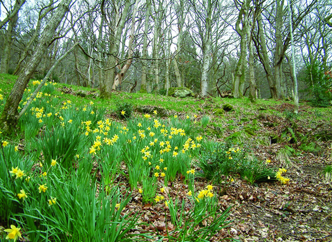 image of ivy crag wood reserve landscape in spring with daffodils