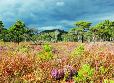 image of Meathop moss nature reserve landscape