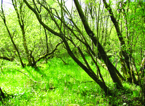 image of Newton reigny nature reserve landscape