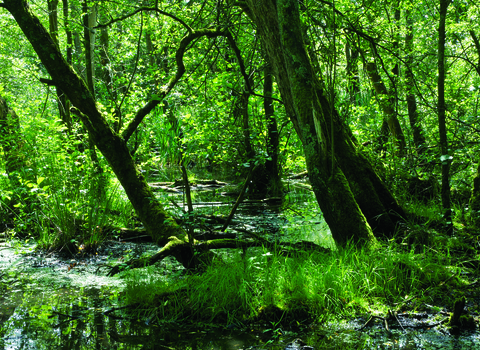 Image of wet woodland at Next ness reserve -c- john morrison