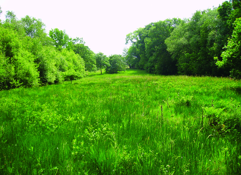 image of grassland and woodland at Orton moss nature reserve