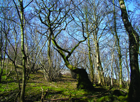 image of Park wood nature reserve in winter
