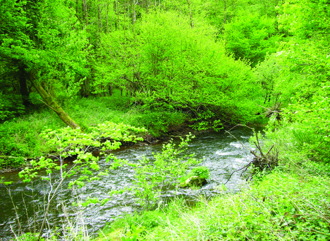 image of river and woodland at wreay woods nature reserve