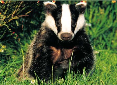 image of a badger sitting in green grass