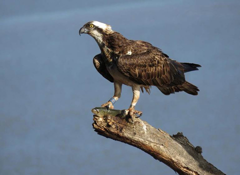 Blue 35 Osprey female perched with a fish in talons - spain - copyright Alberto Benito Ruiz