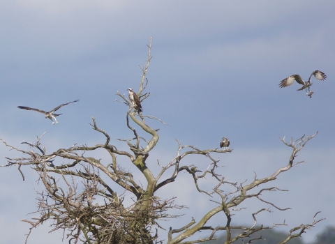 Osprey family in roost tree at foulshaw moss nature reserve - copyright ian alexander waite