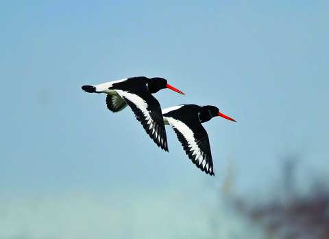 oystercatchers -copyright steve waterhouse