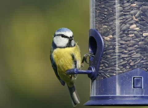 image of a blue tit on a bird feeder - copyright nicholas watts