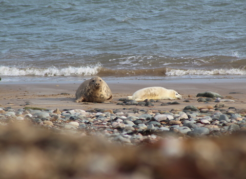 image of a grey seal with a pup at south walney - copyright sally tapp