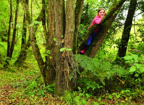 Image of a girl climbing a tree in the woods - my wild life