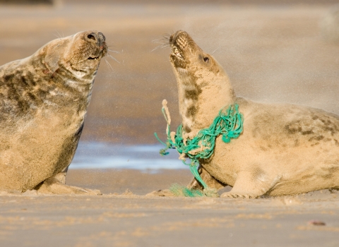 Grey seal with marine litter copyright Tom Marshall