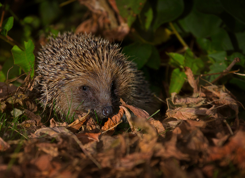 Hedgehog in autumn leaves. copyright jon hawkins - surrey hill photography