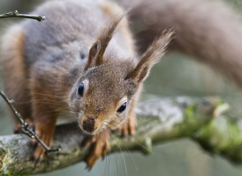 Red squirrel on a tree branch looking into camera - copyright harry hogg