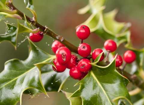 Holly berries and leaves - copyright Ross Hoddinott/2020VISION