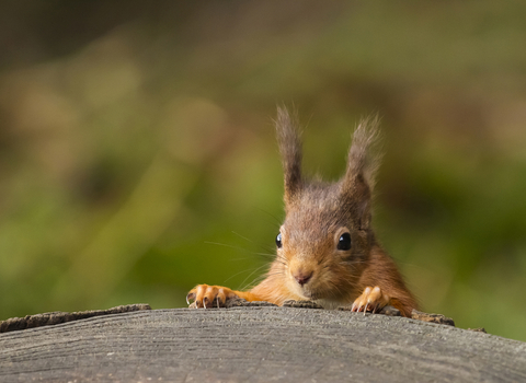 image of red squirrel by Andy Nayler