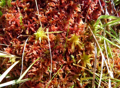 image close up of Sphagna bog moss - mosedale
