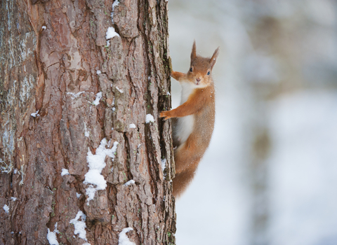 Red squirrel climbing a scots pine tree -c- Mark Hamblin/2020VISION