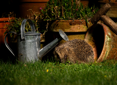 Photo of hedgehog in garden