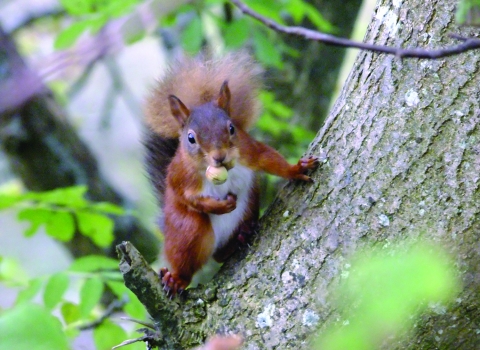 Red squirrel at Smardale Nature Reserve