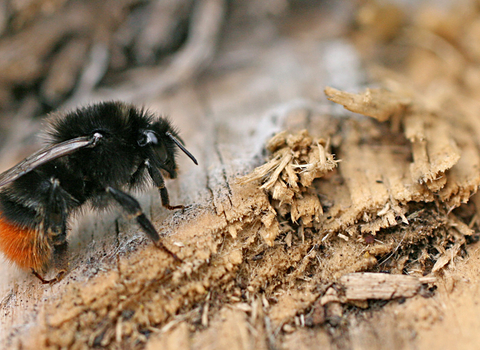 Red tailed bumblebee - copyright Penny Frith