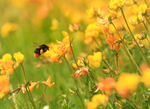 Bumblebee © John Hawkins