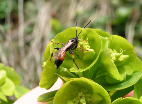 Solitary Wasp © Richard Burkmar