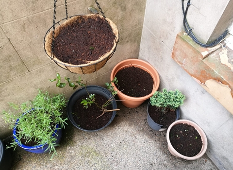 wildflower pots and a windowsill garden