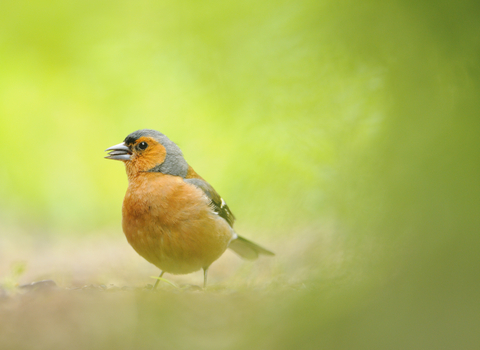 Chaffinch - copyright Fergus Gill/2020VISION