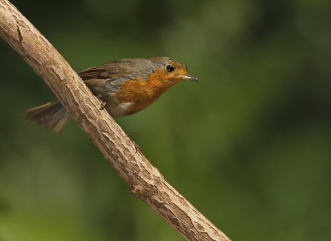Robin on a branch - copyright Neil Aldridge