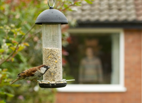 Sparrow on feeder - copyright Ben Hall 2020VISION