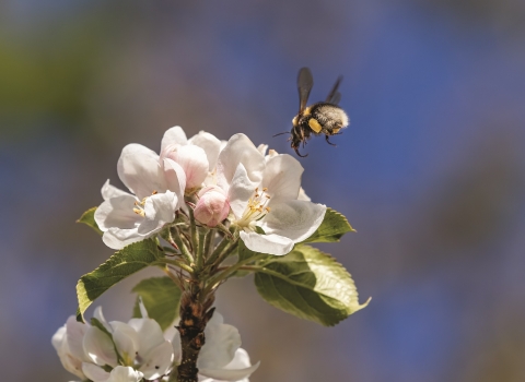 Image of bee on apple blossom © John Macfarlane