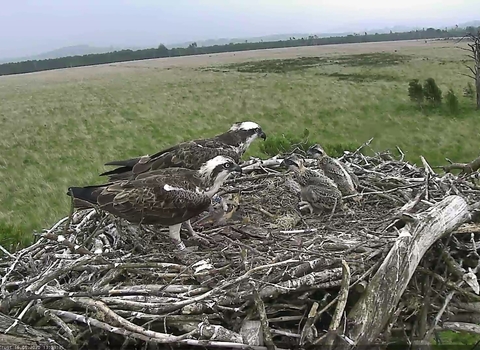 Image of Foulshaw Moss ospreys from web cam