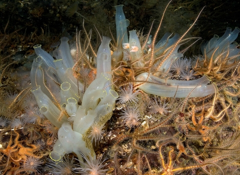 Image of seasquirts and brittlestars © Paul Naylor
