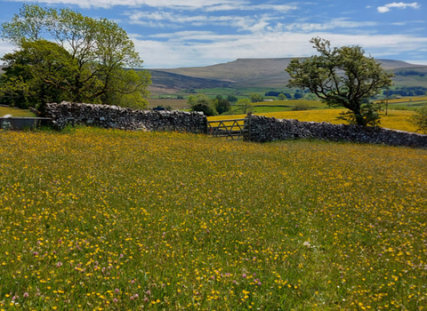 Image of Bowberhead farm and meadows © Cumbria Wildlife Trust
