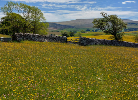 Image of Bowberhead farm and meadows © Cumbria Wildlife Trust