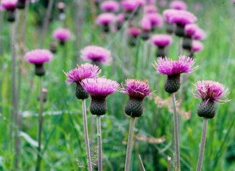 Image of melancholy thistle © Cumbria Wildlife Trust