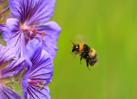 Early-Bumble-Bee