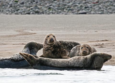 Image of grey seals at South Walney Nature Reserve © Cumbria Wildlife Trust