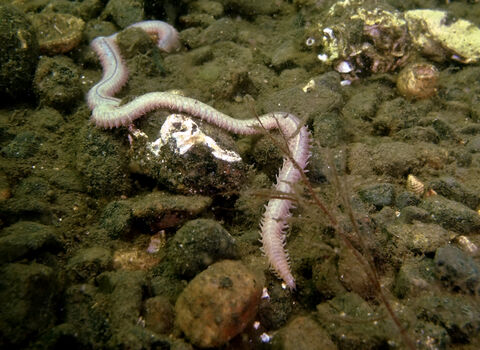 Ragworm