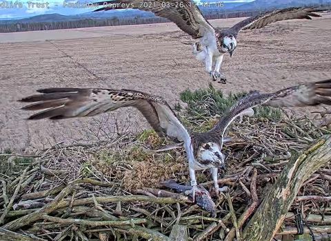 the Foulshaw Ospreys pair land on the nest with a fish