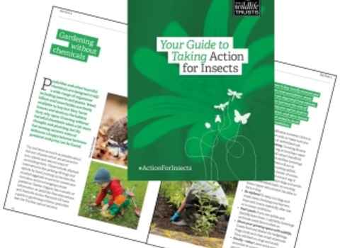 Take Action for Insects free guide - The Wildlife Trusts