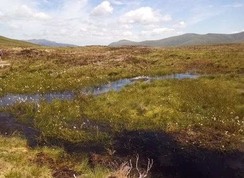 Cotton-grass flourishing at Armboth, following  peatland restoration work with National Trust, United Utilities, Natural England & Defra © Cumbria Wildlife Trust