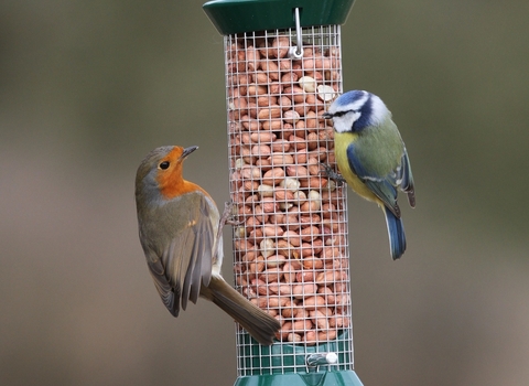 Robin and blue tit on bird feeder