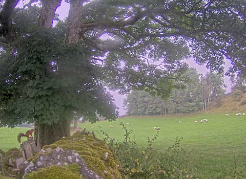 View of red squirrel on squirrel web cam at Bowber Head Farm nature reserve