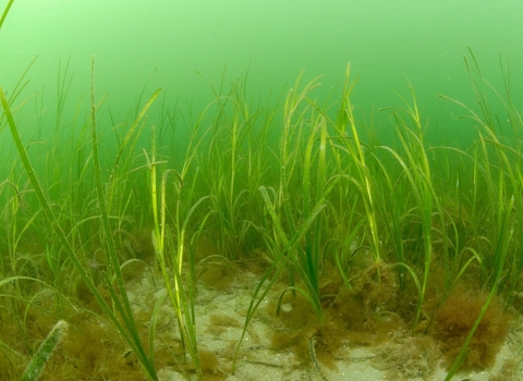 Image of seagrass bed © Paul Naylor