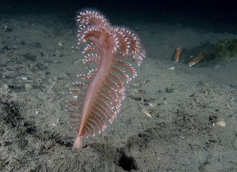 Phosphorescent sea pen and Dublin bay prawn © Paul Naylor