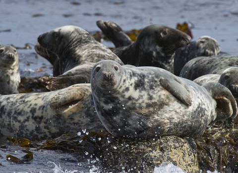 A group of grey seals basking on rocks in the sea