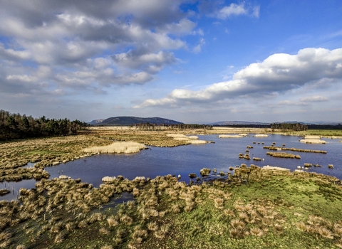 A wide shot of a wetland in the sunshine, with woodland to the left and a blue, cloudy sky.
